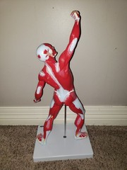 Ultrassist Human Anatomy Muscle Model 20 Muscular System Model