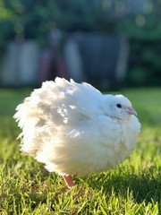 23+ Fertile Hatching Eggs Quail Coturnix Jumbo White Texas A&M Meat & Egg Birds