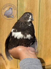 12 RAINBOW RARE COLORS Coturnix quail hatching eggs mixed variety FREE SHIPPING