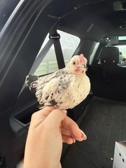 12++ Puerto Rico Imported Kiki Riki Hatching Eggs