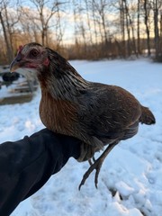 8 + Mug, Pumpkin, Blue, Black, RQ cross chicken hatching eggs