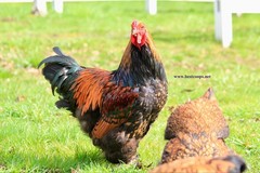 12+ Gold Laced Brahma Fertile Chicken Hatching Eggs Gentle Large Breed