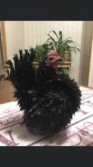 9 + 3 SQ Fresh Serama Hatching Eggs Splash Blue Black Chocolate Mottled! NPIP