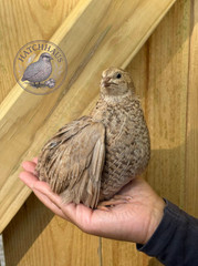 10+ JUMBOS RARE COLORS Coturnix Quail Hatching eggs – FREE SHIPPING