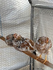 12+ ALOHA CHICKEN HATCHING EGGS