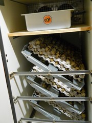 67+ KINGsBROWN XL. JUMBO brown coturnix quail hatching eggs,