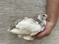 45++ Fertile Jumbo Multi Color Coturnix Quail Hatching Eggs