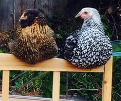 10 purebred of mixed basket of Silver, Gold Laced and Ayam Cemani hatching eggs.