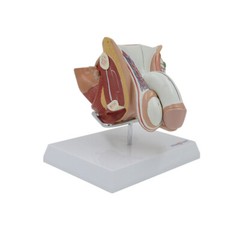 1:1 Size Male internal and external genitalia Medical Teaching Anatomical Model