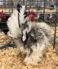 9 + 3 SQ Fresh Serama Hatching Eggs Splash Blue Black Chocolate Mottled! NPIP