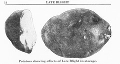 IH International More and Better Potatoes to the Acre Brochure