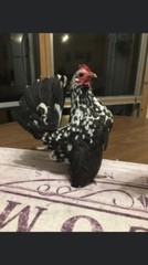 9 + 3 SQ Fresh Serama Hatching Eggs Splash Blue Black Chocolate Mottled! NPIP