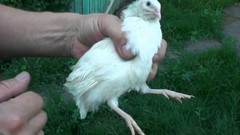 23+ Fertile Hatching Eggs Quail Coturnix Jumbo White Texas A&M Meat & Egg Birds