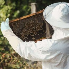 Bee Beekeeper Gloves Protective Gloves Beekeeping Supplies Long Sleeves USA