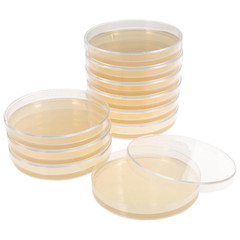 Potato Dextrose Agar Petri Dishes – Prepoured Potato Dextrose Agar (PDA) – for M