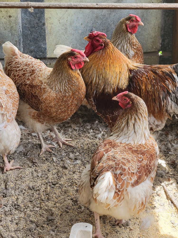 6 + Silver lace red Wyandotte Hatching eggs