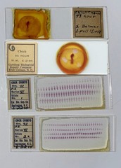 Embryology Microscope Slide Set 25 – aquatic, amphibian, chick, and mammal