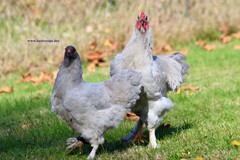6+ Lavender Brahma Fertile Chicken Hatching Eggs Gentle Large Breed