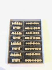 Huge KAILI Synthetic Polymer False Teeth T10/L10/36M Full set:28 teeth x4 sets