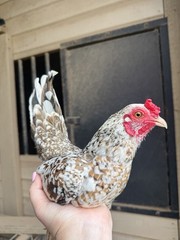 12++ Puerto Rico Imported Kiki Riki Hatching Eggs