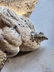 10+ Extras**RARE COLORS** COTURNIX QUAIL HATCHING EGGS