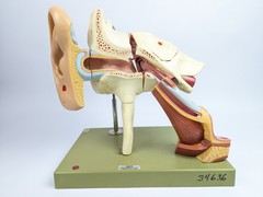 Vtg Somso DS5 Ear Anatomical Model