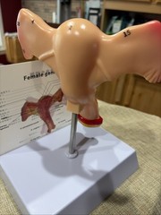 Anatomy Model of Human Uterus & Ovary – Educational Study Tool for Medical Use *