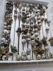40 Quail( Jumbo Coturnix ) Hatching Eggs with 80% chance to hatch