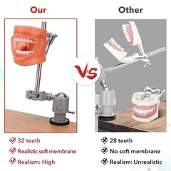 Dental Typodont Teeth Model Dental Simulator Dental Mannequin Implant Head Model