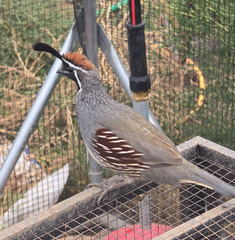 12+ Gambel’s Quail Hatching Eggs