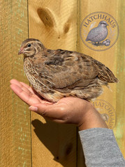 10+ JUMBOS RARE COLORS Coturnix Quail Hatching eggs – mixed variety