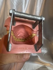 Nissin G.O.F.A. Typodont Natural Study Model D-2501 for Dentistry Lab