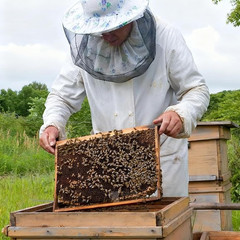 10 Pack Beehive Frames and Wax Foundations for Deep Brood Bee Hives with Wooden