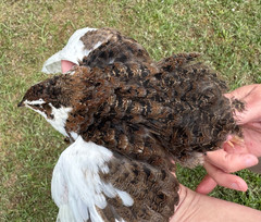 100+ RARE COLORS Coturnix Quail Hatching Eggs NPIP AI Free