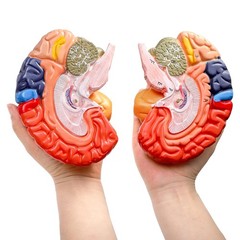 ZENFUN Life-Size Human Brain Anatomical 8*6.7*5.9 inches, Red, Blue, Yellow,