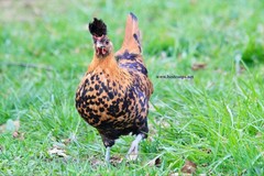 6+ Gold Appenzeller Chicken Hatching Eggs