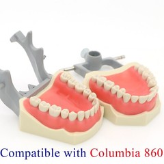 Columbia Dentoform 860 Dental Typodont Mounting Pole With 32pcs Removable Teeth