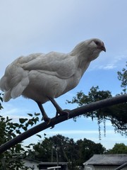12+6 Fresh Fertile Hatching Eggs, Blue, Green, Mint, Olive, BYM +Cemani +