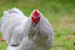 6+ Lavender Brahma Fertile Chicken Hatching Eggs Gentle Large Breed