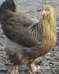 Shipping On Me 12 Red/Blue/GOLD Partridge Brahma Hatching Eggs