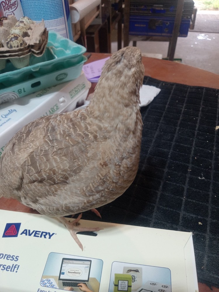 12+ Egyptian gold Coturnix Quail Hatching Eggs