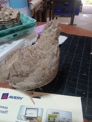 12+ Egyptian gold Coturnix Quail Hatching Eggs