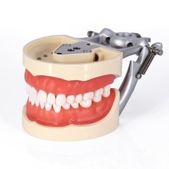 Dental Typodont Model With Removable Screw-in Teeth Anatomical Screw Mounted