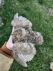 20 RARE Pansy & Sparkly 100% True Blue Celadon Coturnix Quail Hatching Eggs