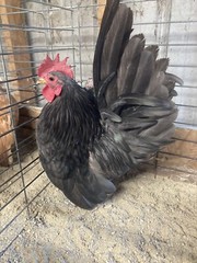 9 + 3 SQ Fresh Serama Hatching Eggs Splash Blue Black Chocolate Mottled! NPIP