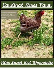 12 + 2 Silver Laced and Blue Laced Red Wyandotte Combo Hatching Eggs