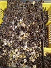 100+ brown pharaoh coturnix quail hatching eggs for sale