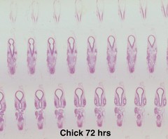 Embryology Microscope Slide Set 25 – aquatic, amphibian, chick, and mammal