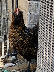 12 BYM Chicken Hatching Eggs Ameraucana Orpington Wyandotte Maran Cochin Brahma