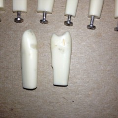 Typodont Teeth Lot Of 10 #s 2 4 5 7 8 9 21 Unumbered (2) Dental School Lab